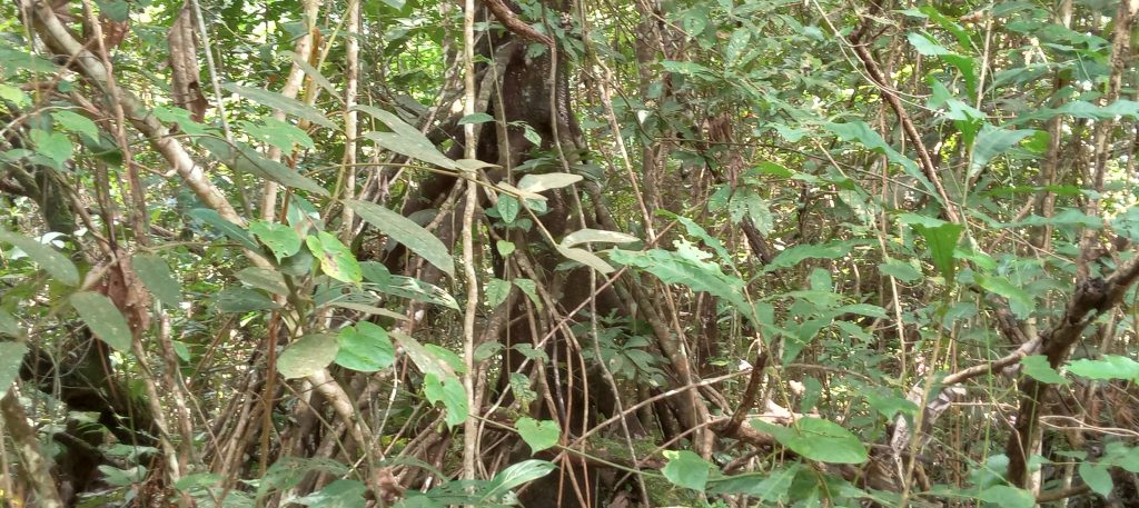 Actualité en Guinée|Radio Guinée